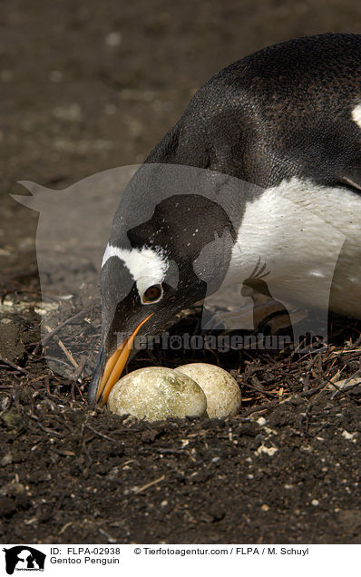 Gentoo Penguin / FLPA-02938