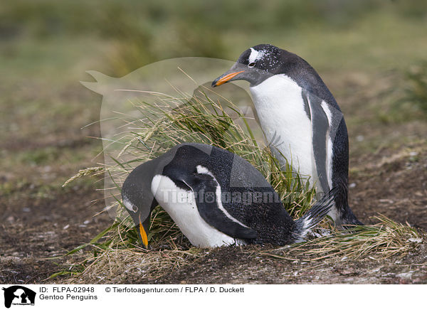Gentoo Penguins / FLPA-02948