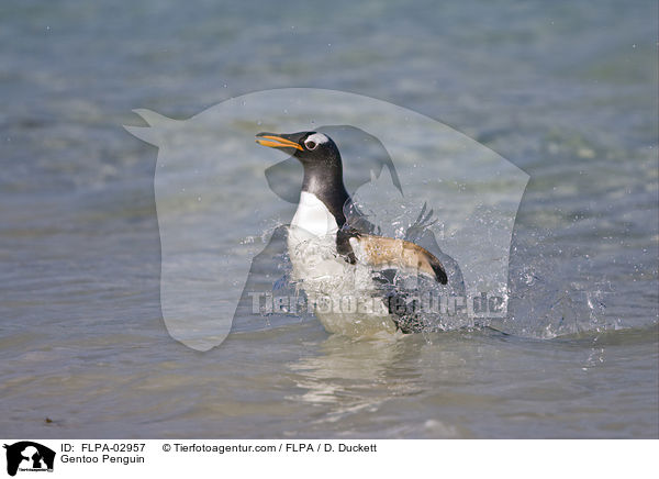 Gentoo Penguin / FLPA-02957