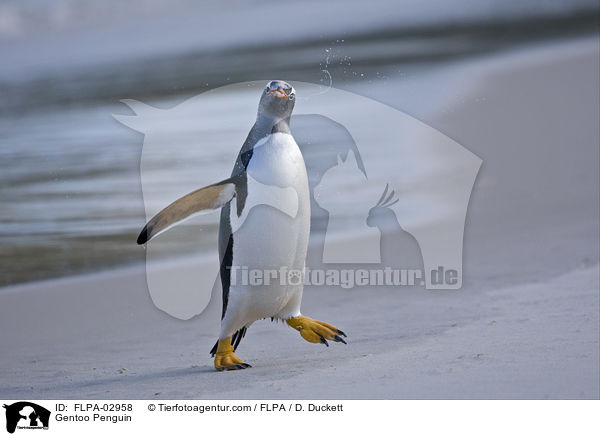 Gentoo Penguin / FLPA-02958