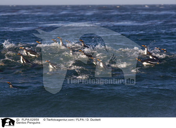 Gentoo Penguins / FLPA-02959