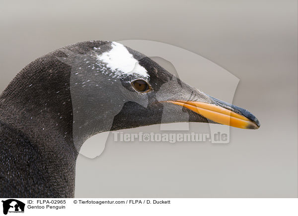 Gentoo Penguin / FLPA-02965