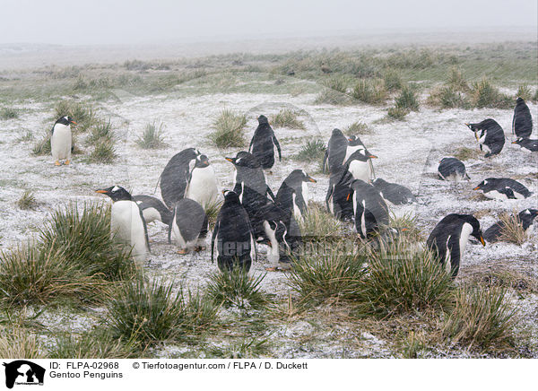 Gentoo Penguins / FLPA-02968