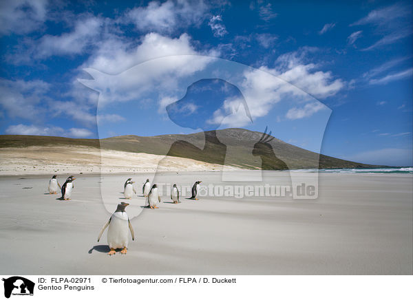 Gentoo Penguins / FLPA-02971