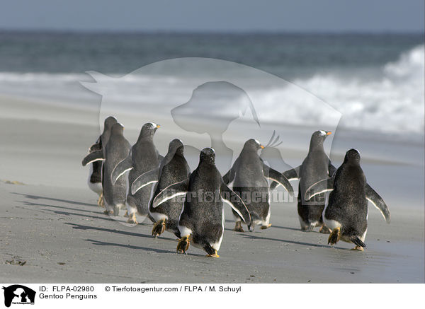 Gentoo Penguins / FLPA-02980