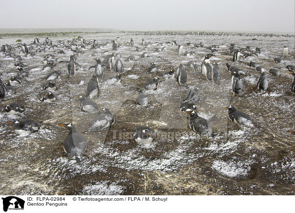 Gentoo Penguins / FLPA-02984