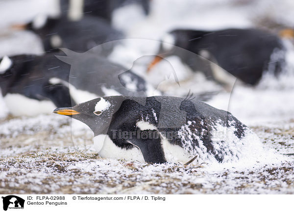 Eselspinguine / Gentoo Penguins / FLPA-02988