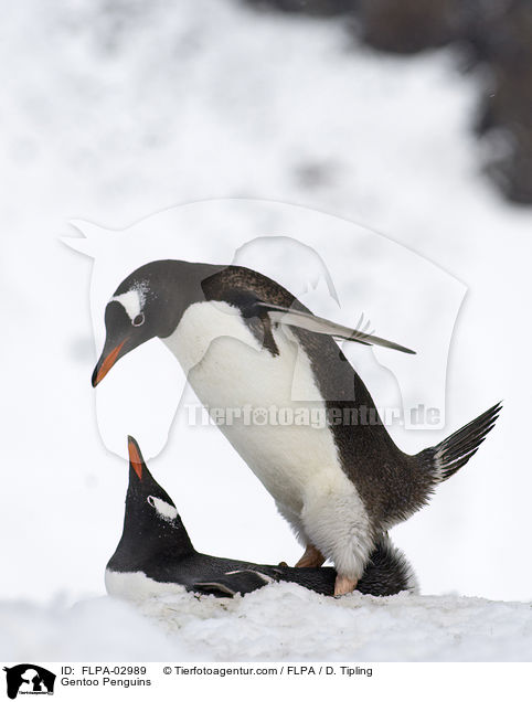 Gentoo Penguins / FLPA-02989