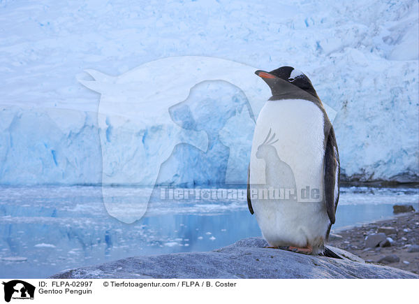 Eselspinguin / Gentoo Penguin / FLPA-02997