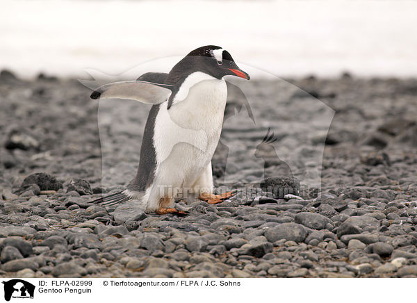 Eselspinguin / Gentoo Penguin / FLPA-02999