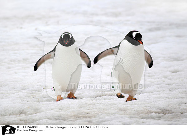 Eselspinguine / Gentoo Penguins / FLPA-03000