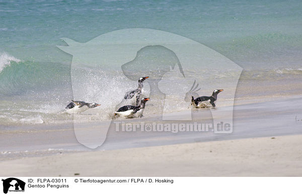 Eselspinguine / Gentoo Penguins / FLPA-03011