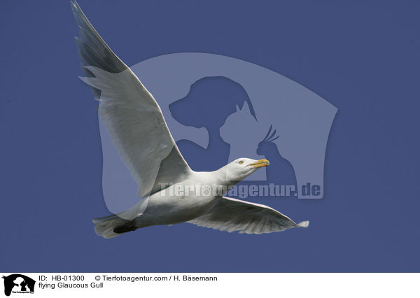 Eismwe im Flug / flying Glaucous Gull / HB-01300