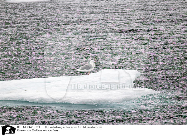 Eismwe auf einer Eisscholle / Glaucous Gull on an ice floe / MBS-20531