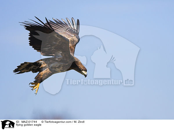 flying golden eagle / MAZ-01744