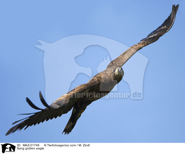 flying golden eagle / MAZ-01746