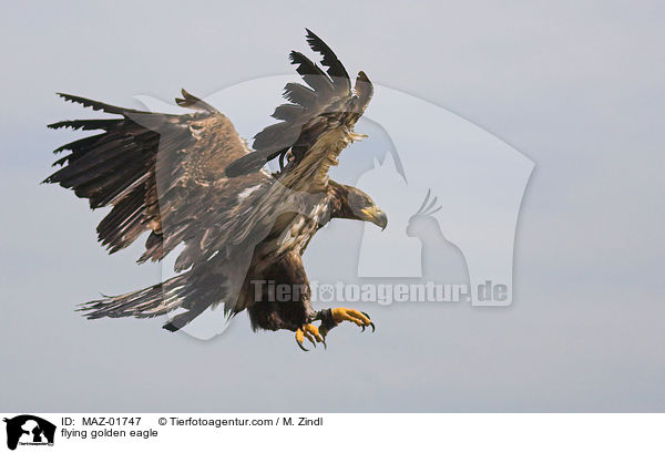 flying golden eagle / MAZ-01747