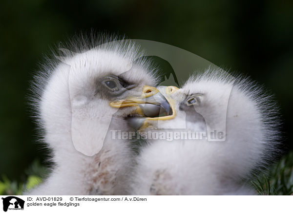 golden eagle fledglings / AVD-01829
