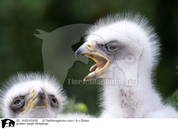 golden eagle fledglings / AVD-01830