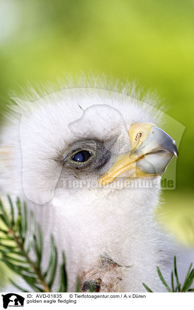 golden eagle fledgling / AVD-01835