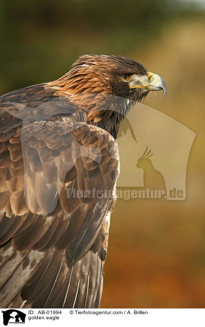 golden eagle / AB-01994