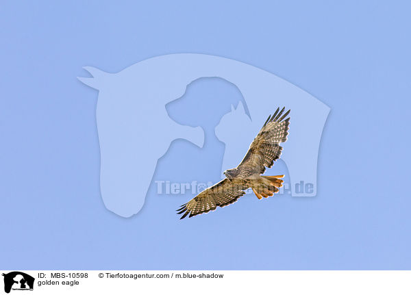golden eagle / MBS-10598