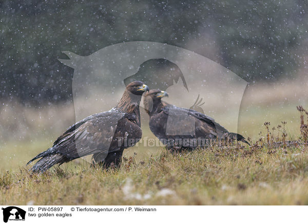 two golden eagles / PW-05897