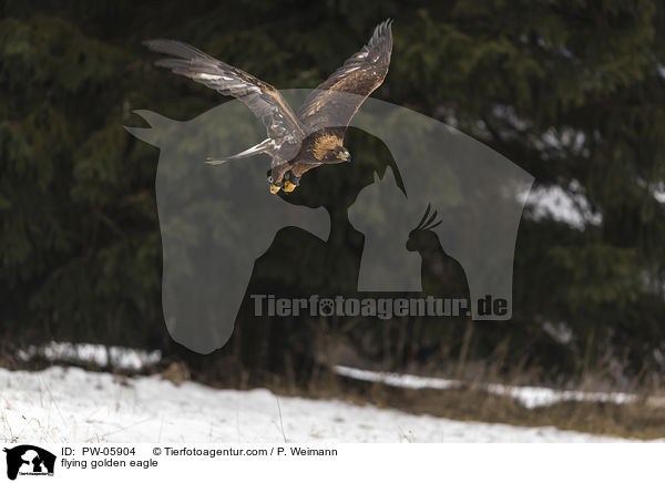flying golden eagle / PW-05904