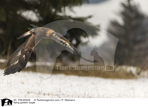 flying golden eagle / PW-05906