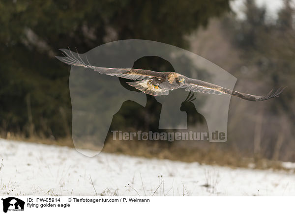 flying golden eagle / PW-05914