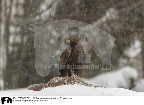 golden eagle with dead red fox / PW-05976