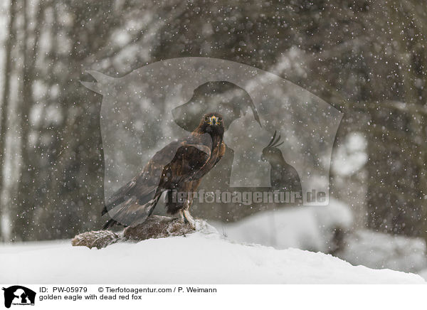 golden eagle with dead red fox / PW-05979