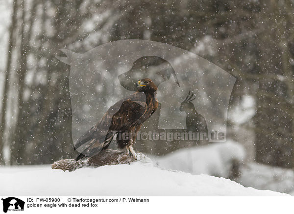 golden eagle with dead red fox / PW-05980