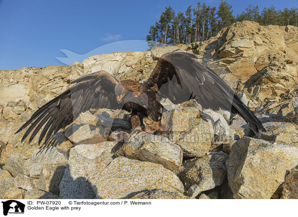 Golden Eagle with prey / PW-07920