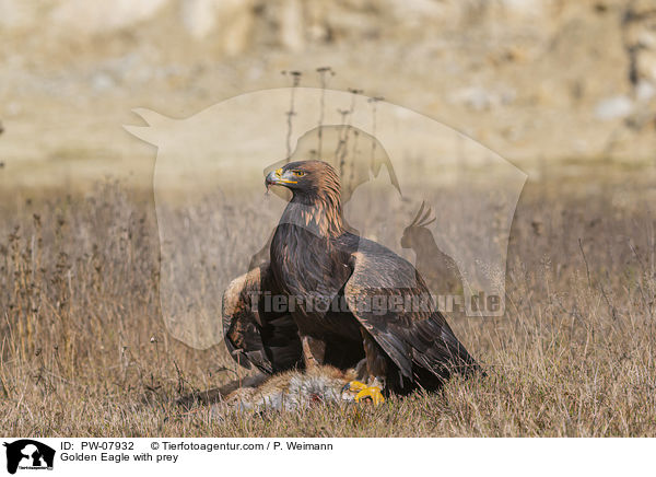 Golden Eagle with prey / PW-07932