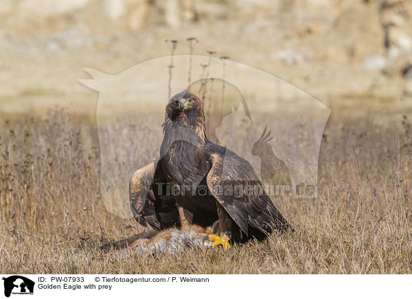 Golden Eagle with prey / PW-07933
