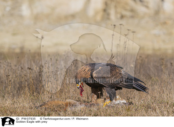 Golden Eagle with prey / PW-07935