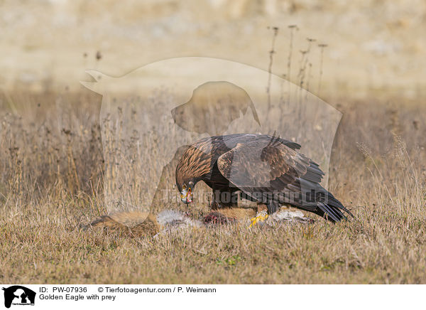 Golden Eagle with prey / PW-07936