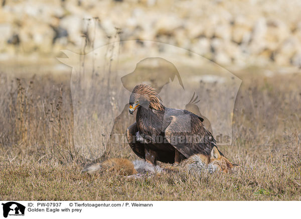 Golden Eagle with prey / PW-07937