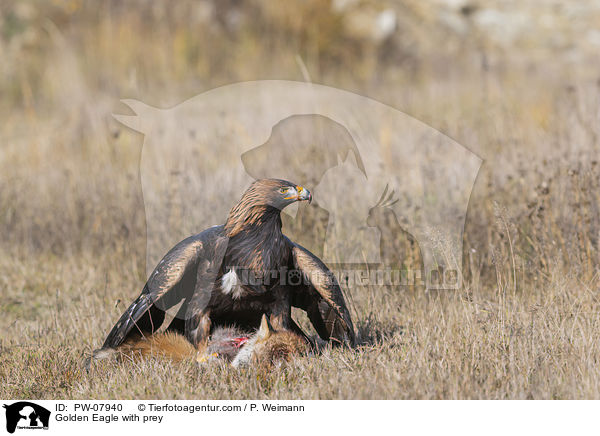Golden Eagle with prey / PW-07940