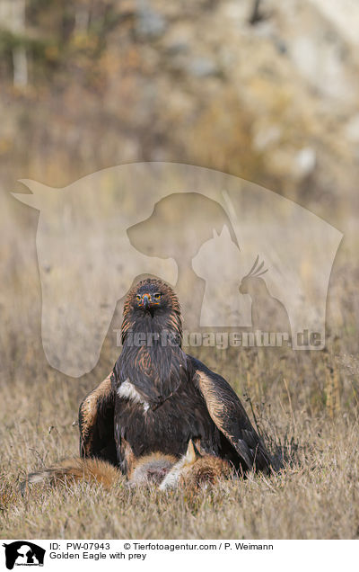 Golden Eagle with prey / PW-07943