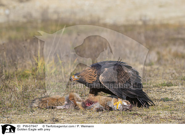 Golden Eagle with prey / PW-07947