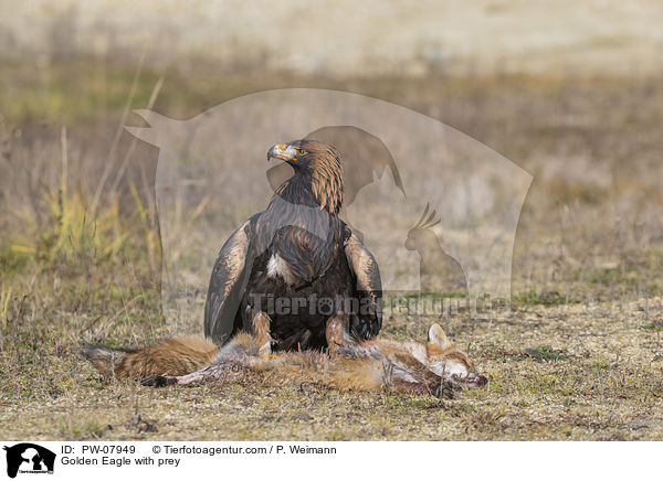 Golden Eagle with prey / PW-07949