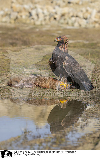 Golden Eagle with prey / PW-07952