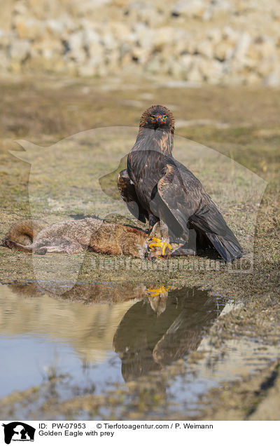 Golden Eagle with prey / PW-07953