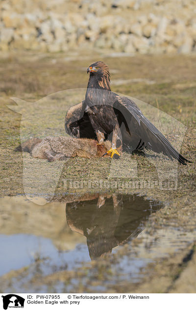 Golden Eagle with prey / PW-07955