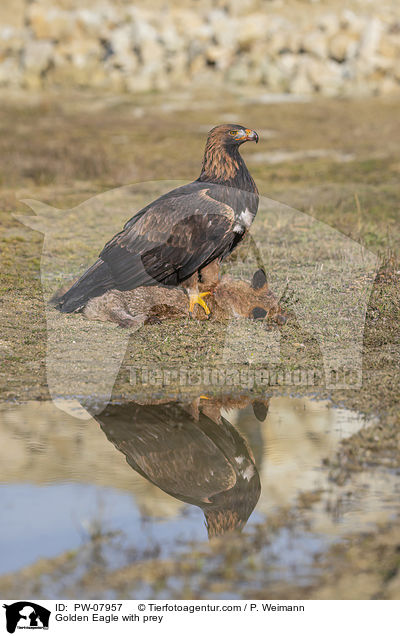Golden Eagle with prey / PW-07957