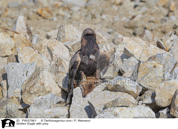 Golden Eagle with prey / PW-07961