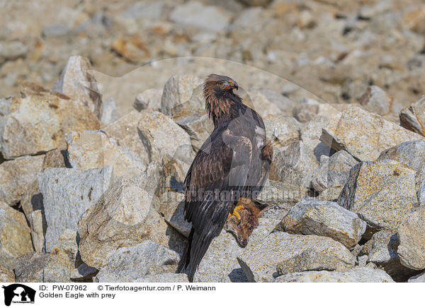 Golden Eagle with prey / PW-07962