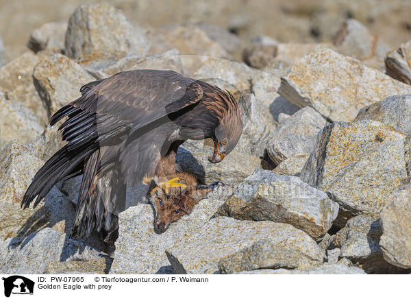Golden Eagle with prey / PW-07965